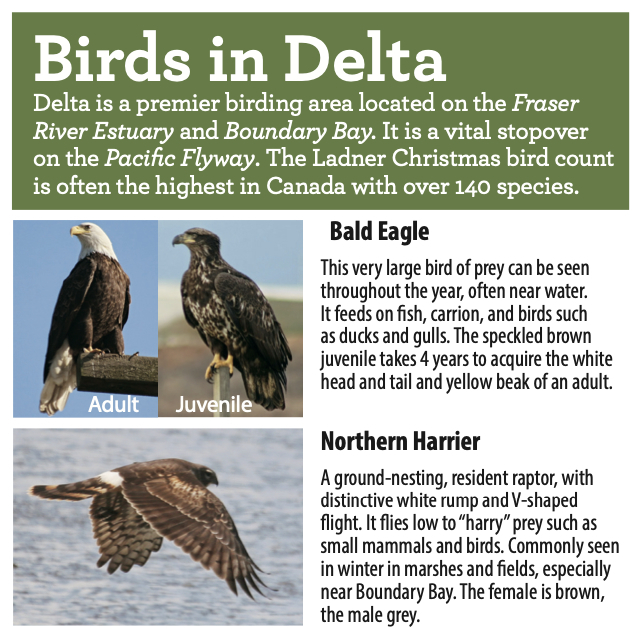 Birds in Delta Brochure