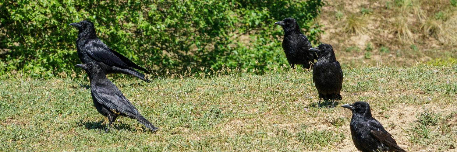 crows in a field